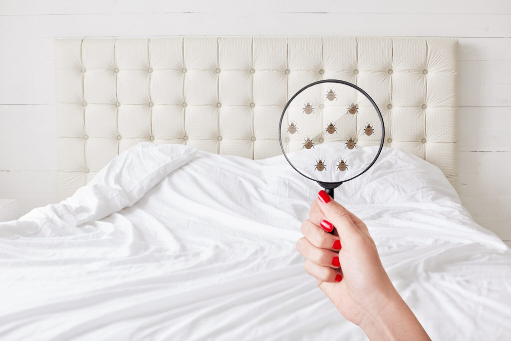 Are Red Bugs in Your Bed Dangerous? Here’s What You Should Do