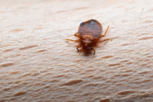 Home Remedies for Bugs