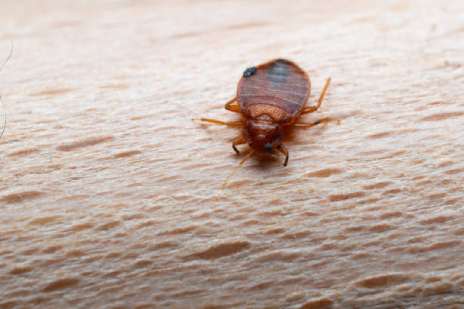 Home Remedies for Bugs