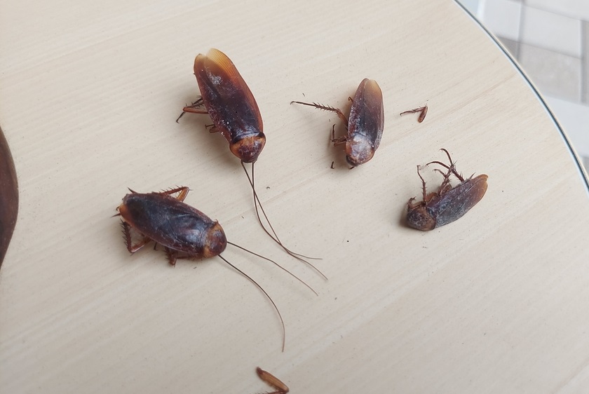 Common Types of Roaches in Tennessee and How to Identify Them