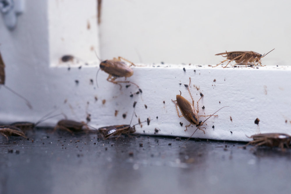 Understanding Why Roaches Come Inside (And How to Stop Them)