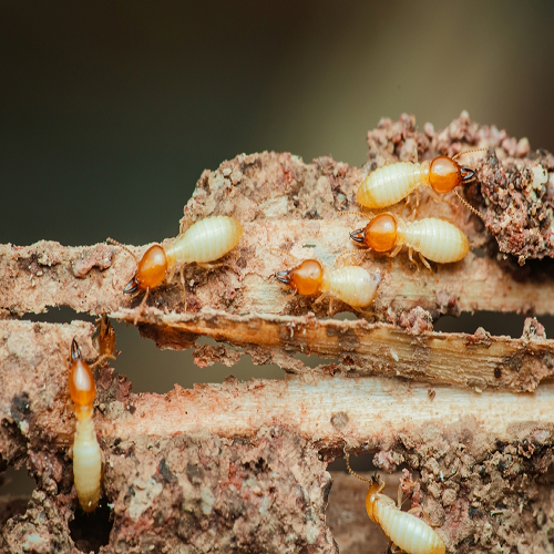 Termite Treatment Cost in Lexington, KY – What Homeowners Should Know