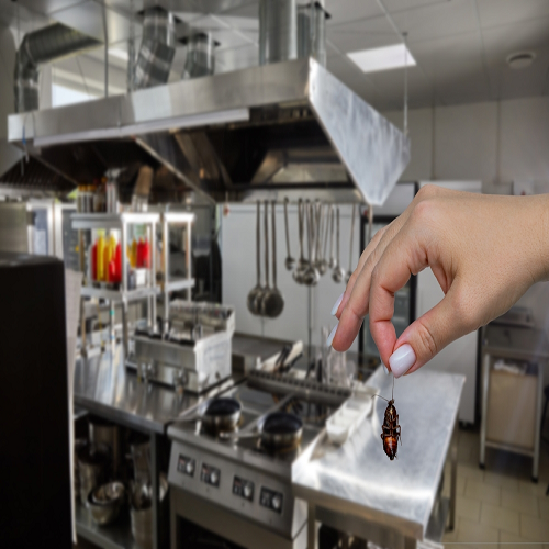 Pest Control for Restaurants: Essential Practices to Stay Compliant